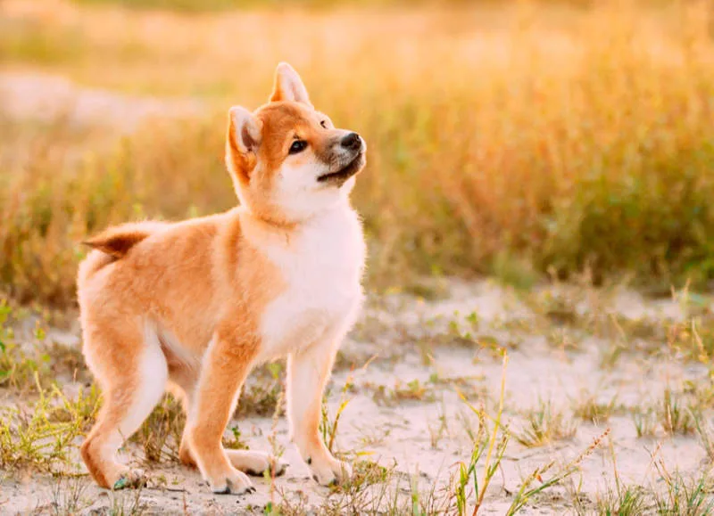Cachorro de Shiba Inu: consejos para los primeros meses