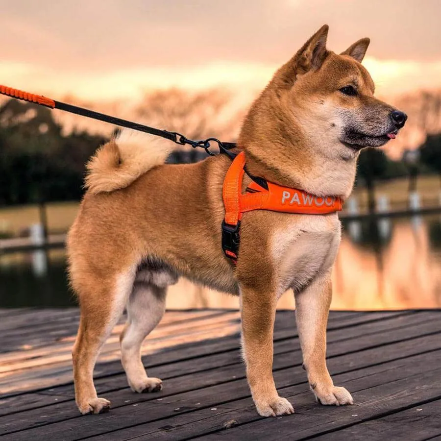 Shiba Inu con arnés bien ajustado