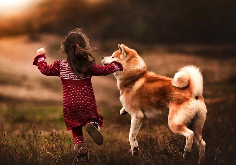 Shiba Inu mirando a un bebé con curiosidad