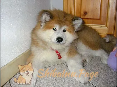 Shiba Inu de pelo largo de frente