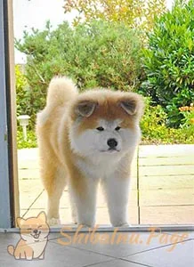 Shiba Inu de pelo largo de perfil