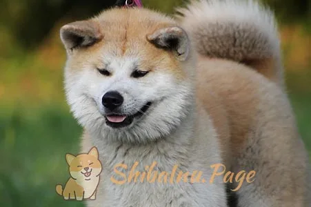 Shiba Inu de pelo largo tumbado