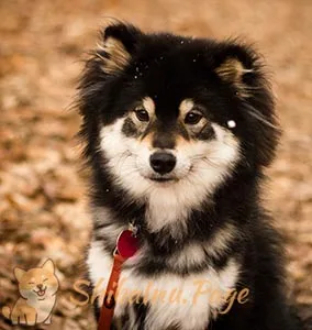 Shiba Inu de pelo largo