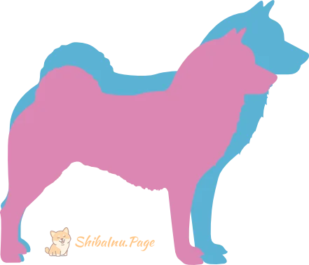 Diagrama de tamaño del Shiba Inu en comparación con una persona