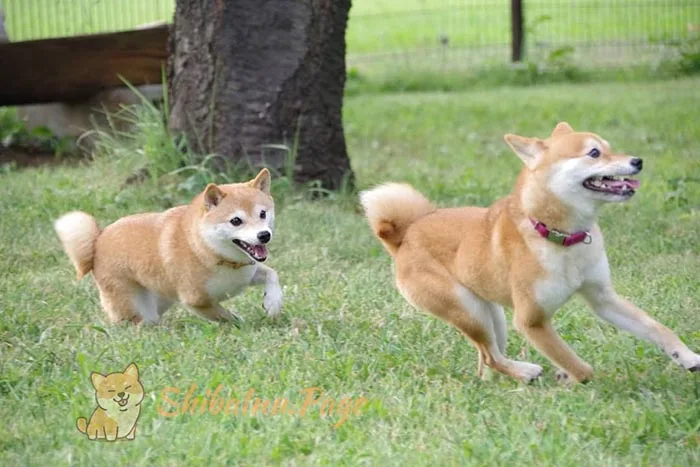 Shiba Inu interactuando con otro perro de forma tranquila
