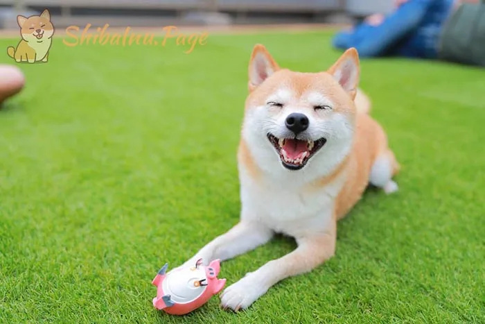 Cómo socializar a un Shiba Inu