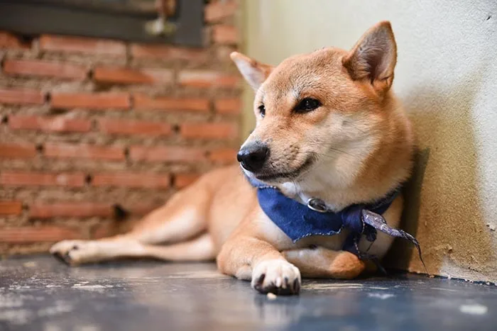 Shiba Inu aprendiendo a quedarse tranquilo solo