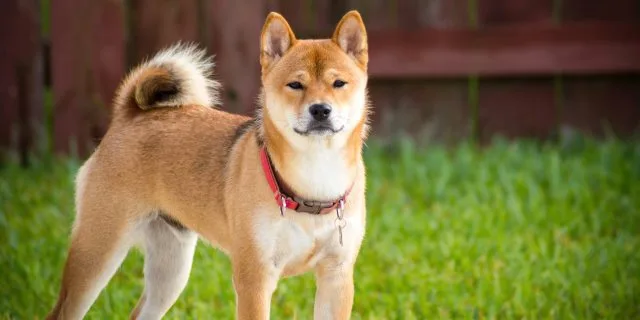 Shiba Inu mostrando el urajiro en la cara y el cuello