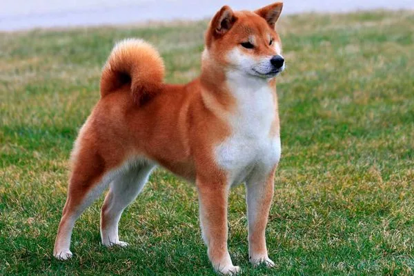 Shiba Inu rojo posando, con el urajiro claramente visible