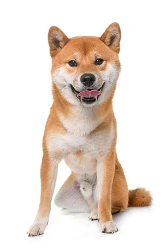 Detalle del urajiro en Shiba Inu
