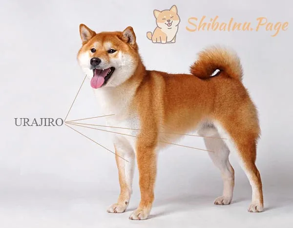 El urajiro del Shiba Inu